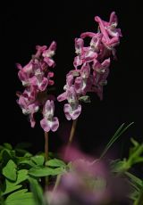 Lerchensporn Kellerwald Loehlbach 2